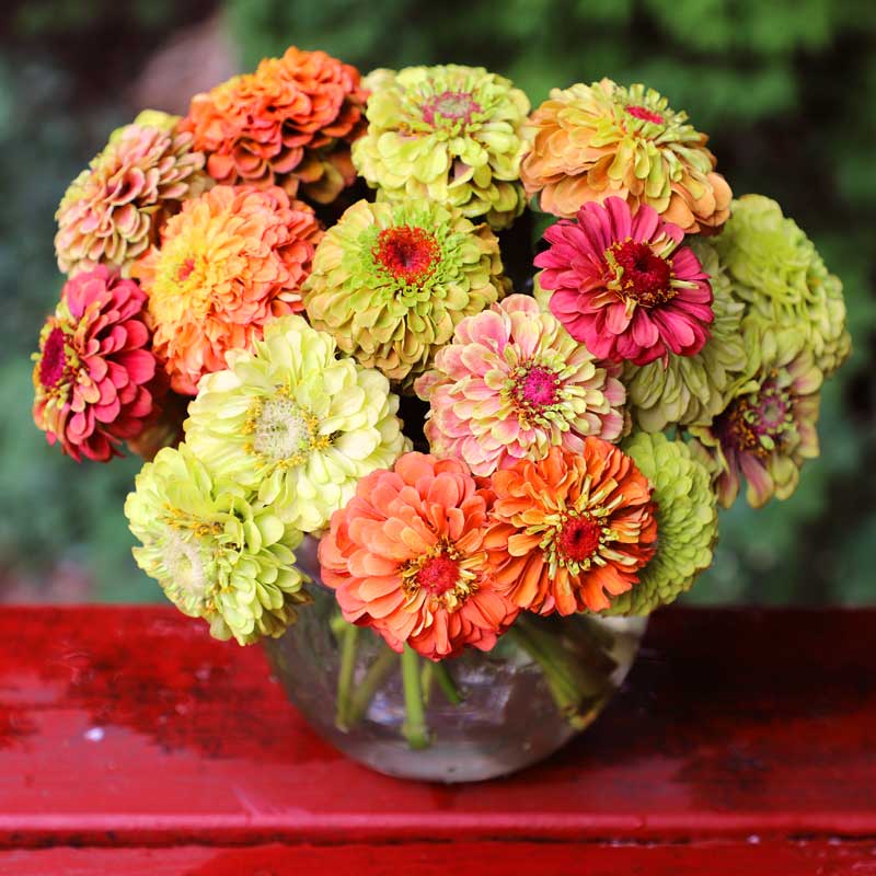 Zinnia Queeny Lime Mix Seed