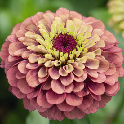 Zinnia Queeny Lime Red Seed