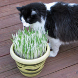 Hordeum Variegated Cat Grass Seed