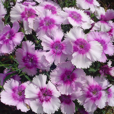 Dianthus Diana Lavender Picotee F1 Seed