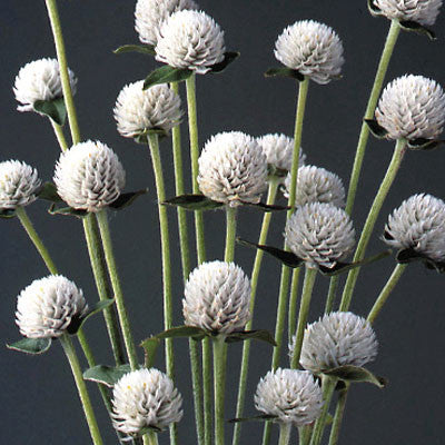 Gomphrena Audray White Seed