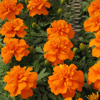 Marigold Bonanza Deep Orange Seed