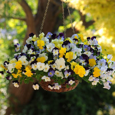 Pansy Cool Wave® Mix Seed