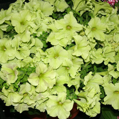 Petunia Sophistica Lime Green F1 Seed