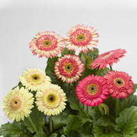Gerbera Cartwheel Strawberry Twist F1 Seed