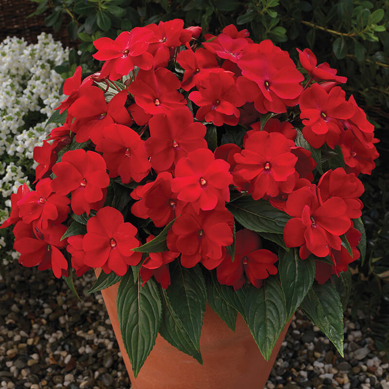 Impatiens New Guinea Florific Red F1 Seed