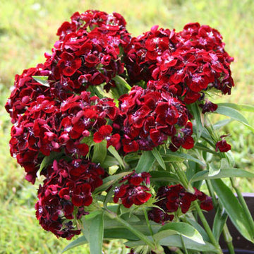 Dianthus Sweet Black Cherry F1 Seed