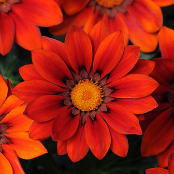 Gazania New Day Red Shades F1 Seed