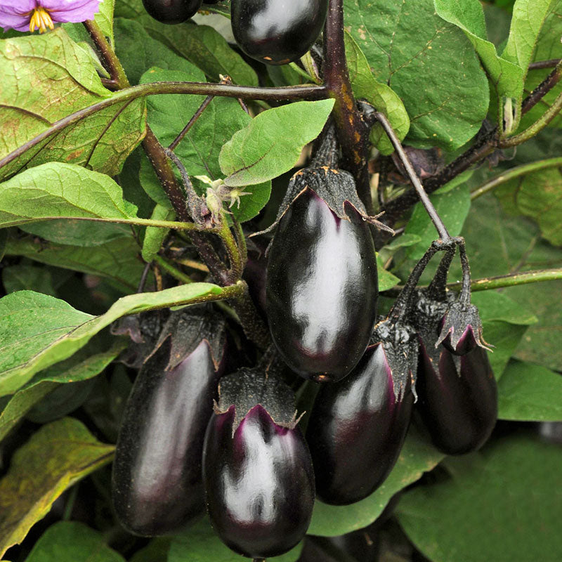 Eggplant Patio Baby F1 Seed Harris Seeds