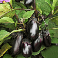 Eggplant Patio Baby F1 Seed