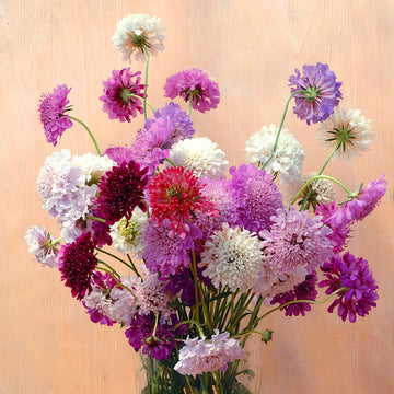 Scabiosa QIS Mix Seed