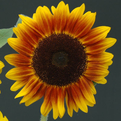 Sunflower Helios Flame F1 Seed