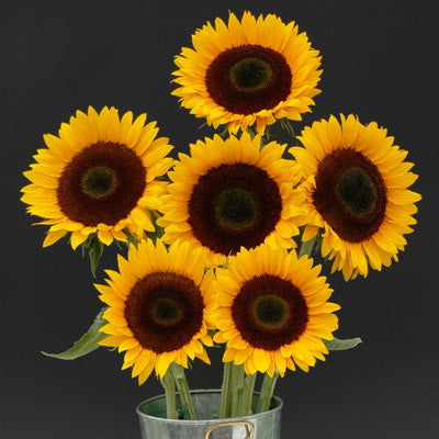 Sunflower Sunrich Orange DMR F1 Seed