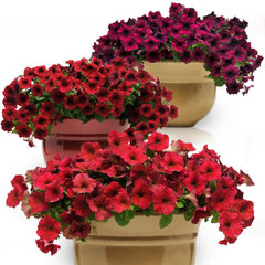 Petunia Easy Wave Velour Collection F1 Seed