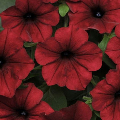 Petunia Tidal Wave Velour Red F1 Seed