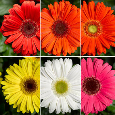 gerbera flower seeds online Gerbera Bengal Mix F1 Seed