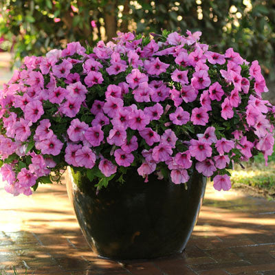 Petunia Easy Wave Pink Passion F1 Seed