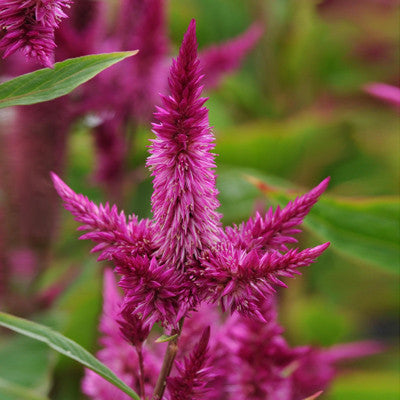 Celosia Celway Purple Seed
