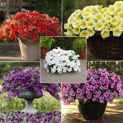 Petunia Easy Wave Primary Colors Collection F1 Seed