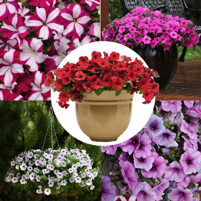 Petunia Easy Wave Novelty Collection F1 Seed