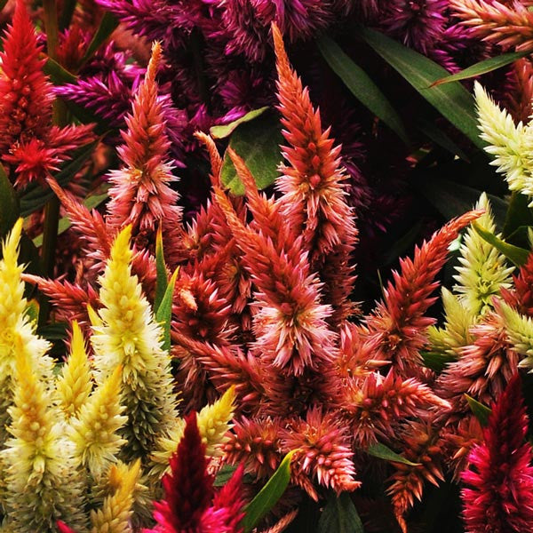 Celosia Celway Terracotta Seed