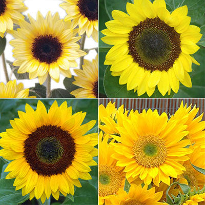 Sunflower Sunrich Collection F1 Seed
