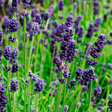 Lavender Lavance Deep Purple Seed