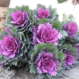 Ornamental Kale Crane Feather Queen F1 Seed