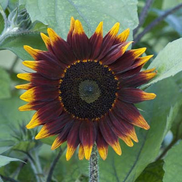 Sunflower Shock-o-Lat F1 Seed