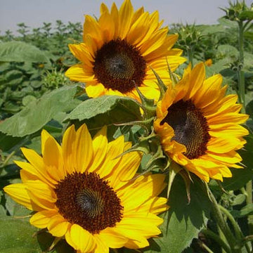 Sunflower Gold Rush F1 Seed