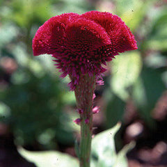 Celosia Chief Scarlet Organic Seed