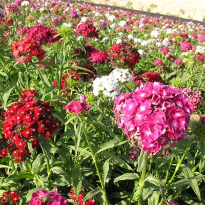 Dianthus Volcano Mix Organic Seed
