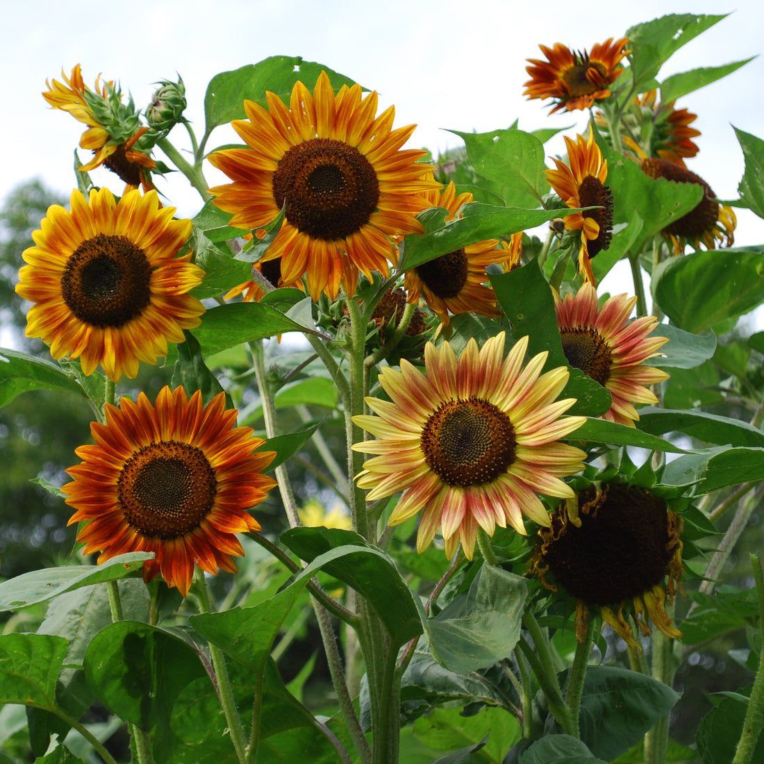 Sunflower Evening Sun Organic Seed