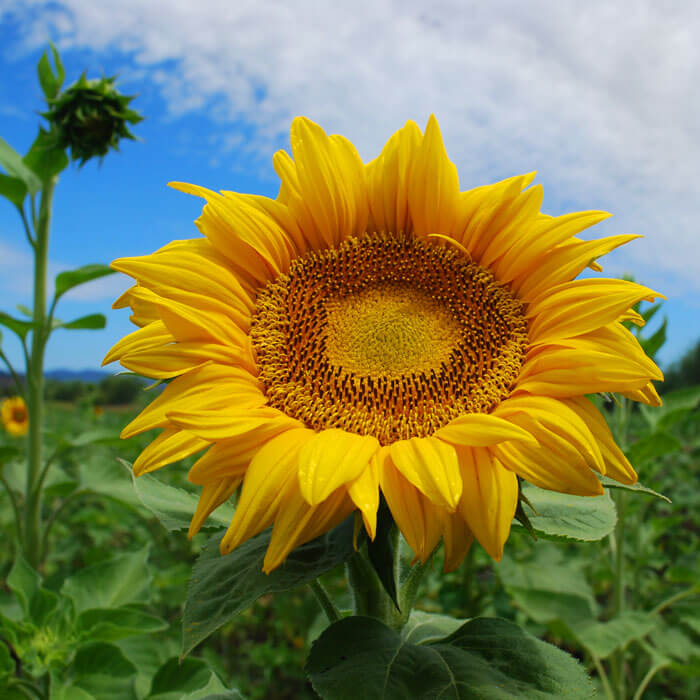 Sunflower Titan Organic Seed