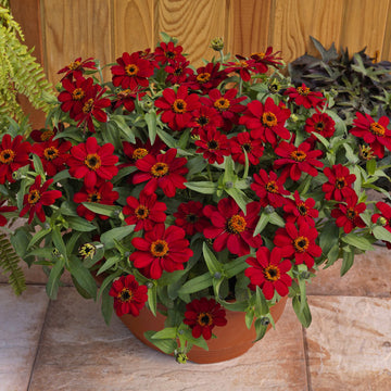 Zinnia Profusion Red Seed