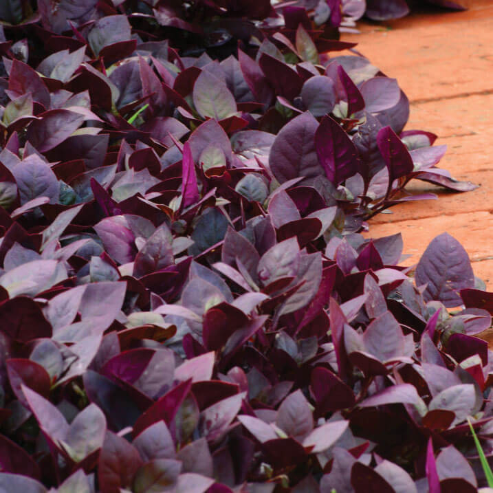 Alternanthera Purple Prince Seed