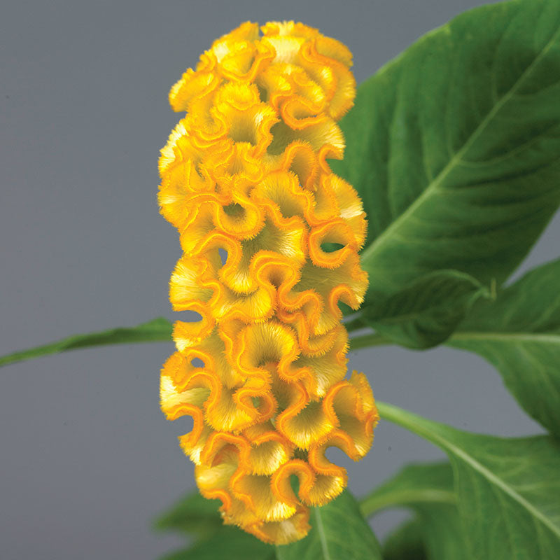 Celosia Neo Gold Seed