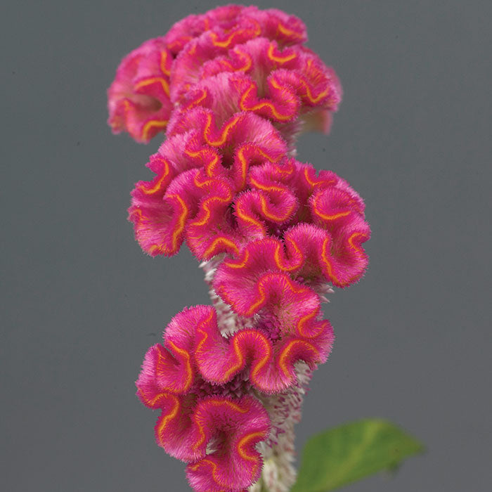 Celosia Neo Pink Seed