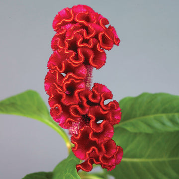 Celosia Neo Red Seed
