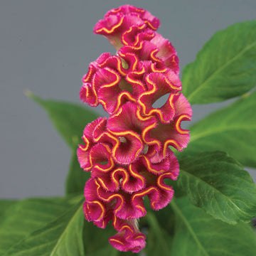 Celosia Neo Rose Seed