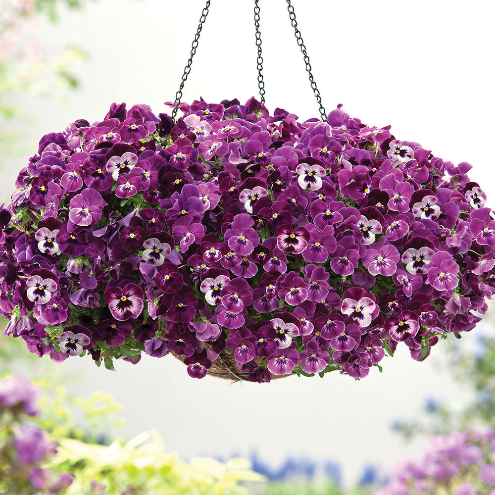 Pansy Cool Wave® Raspberry Seed – Harris Seeds