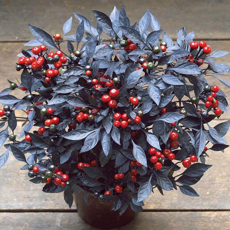 Ornamental Pepper Onyx Red Seed