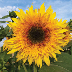 Sunflower Starburst Panache F1 Seed