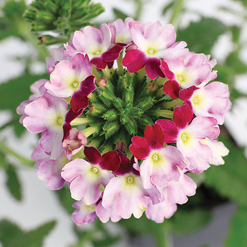 Verbena Obsession™ Cascade Twister Violet Seed