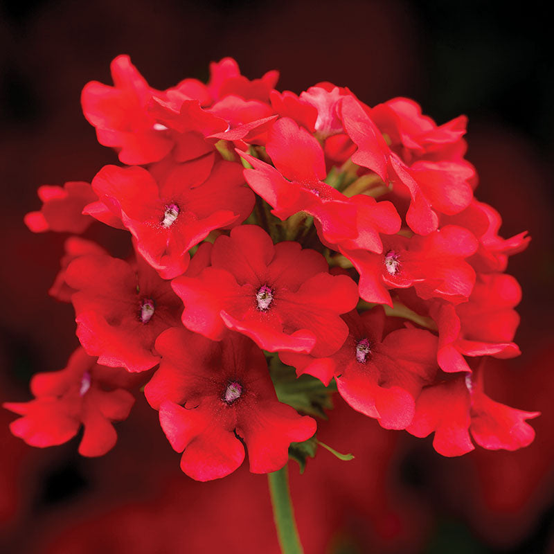 Verbena Obsession™ Cascade Scarlet Seed