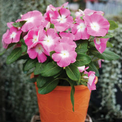 Vinca Tattoo Orange F1 Seeds - 25 Seeds - Ground Cover For Sun/Partial Shade