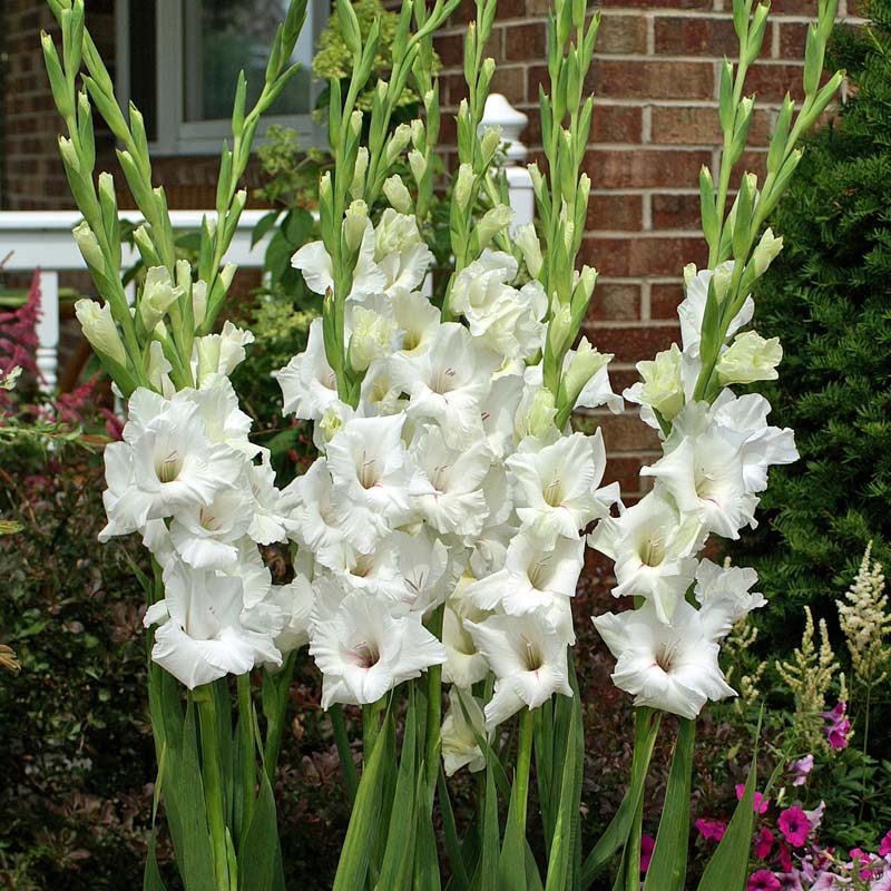 white-gladiolus