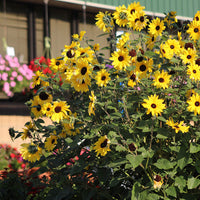 Sunflower Sunfinity™ F1 Seed