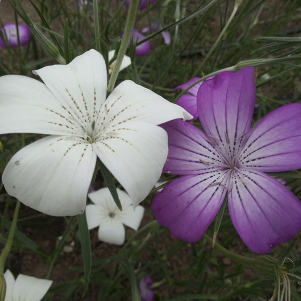 Semi Di Agrostemma Gracilis 'Milas Queen Mix' | Radice Di Grano Per Giardino Campestre | Thompson &amp; Morgan 4210