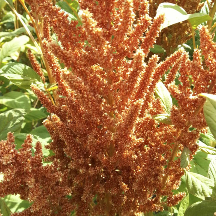 Amaranthus Hot Biscuits Mix Organic  Seed